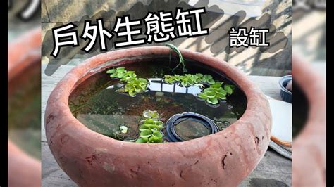 室外養魚|養魚先養水之戶外生態缸開缸需要多久才放魚及戶外養。